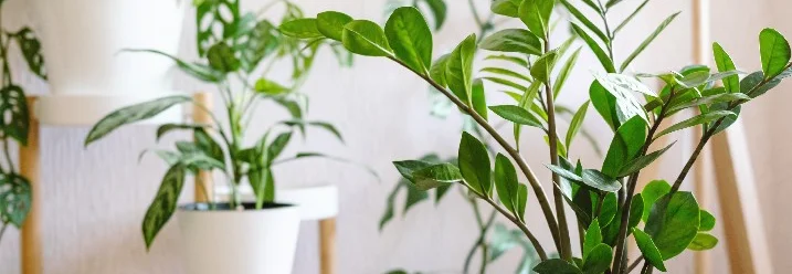 Verschiedene Zimmerpflanzen in weißen Töpfen.